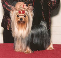 ChaCha