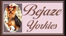 Bejaze Yorkies