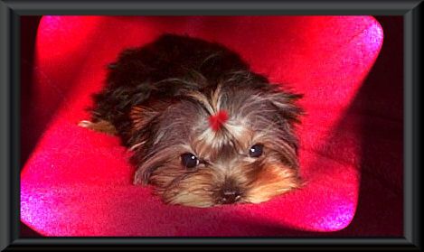 Scarlet