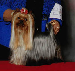 CH Blumoon Glamour Shots