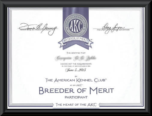 AKC Breeder of Merit Certificate