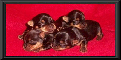 Pile of Yorkie Puppies